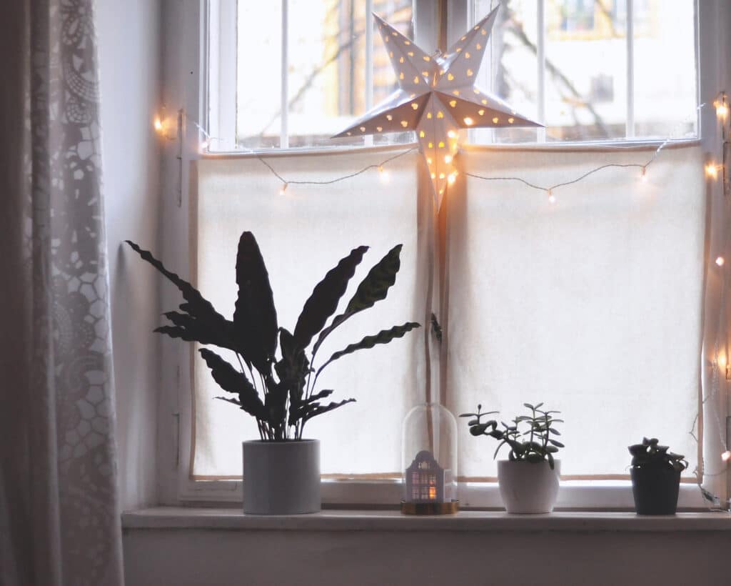 plants by window
